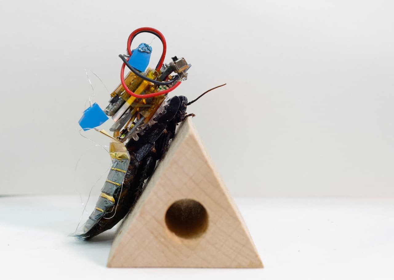 اليابان تستعين بصراصير مجهزة بمعدات للبحث عن ناجين خلال الكوارث