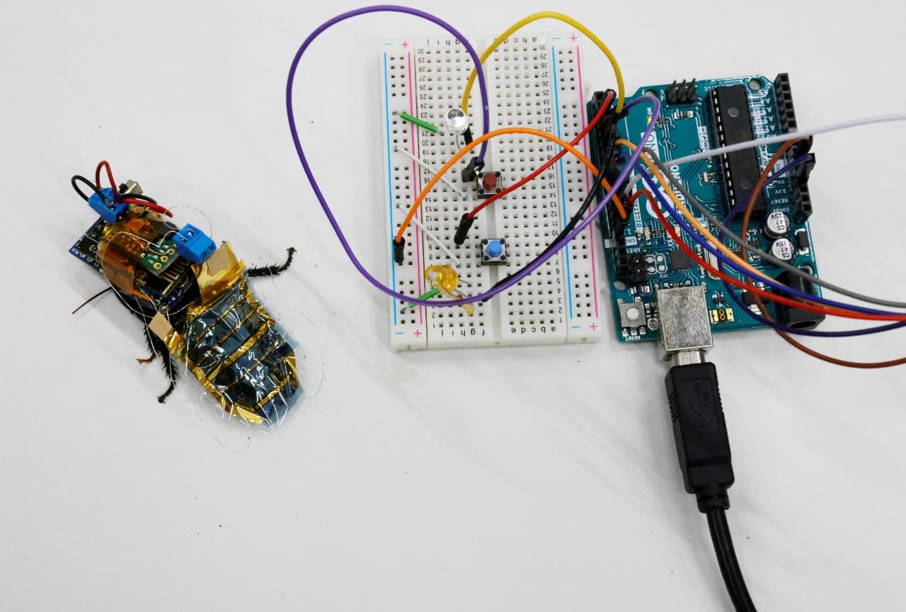 اليابان تستعين بصراصير مجهزة بمعدات للبحث عن ناجين خلال الكوارث