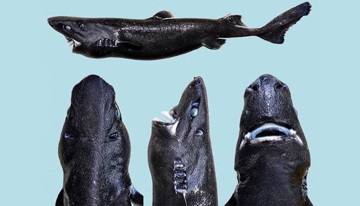 صورة القرش الأسود تثير الرعب في تويتر