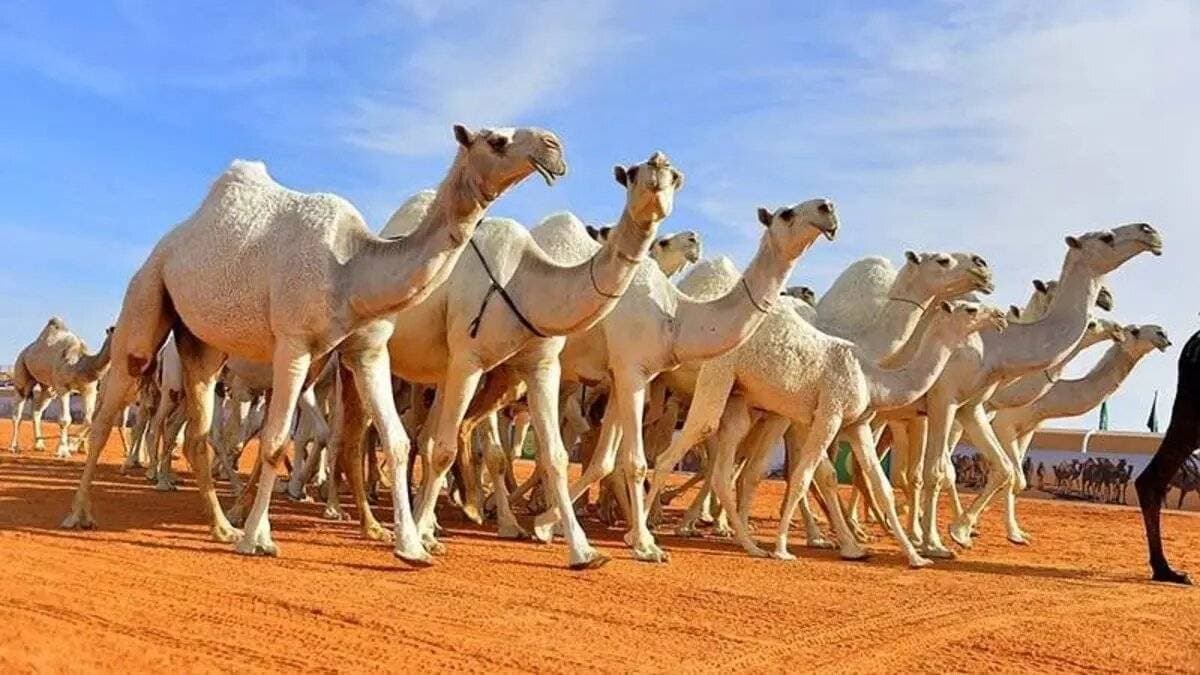 مشردون دون مأوى ينامون في أحد شوارع دكا