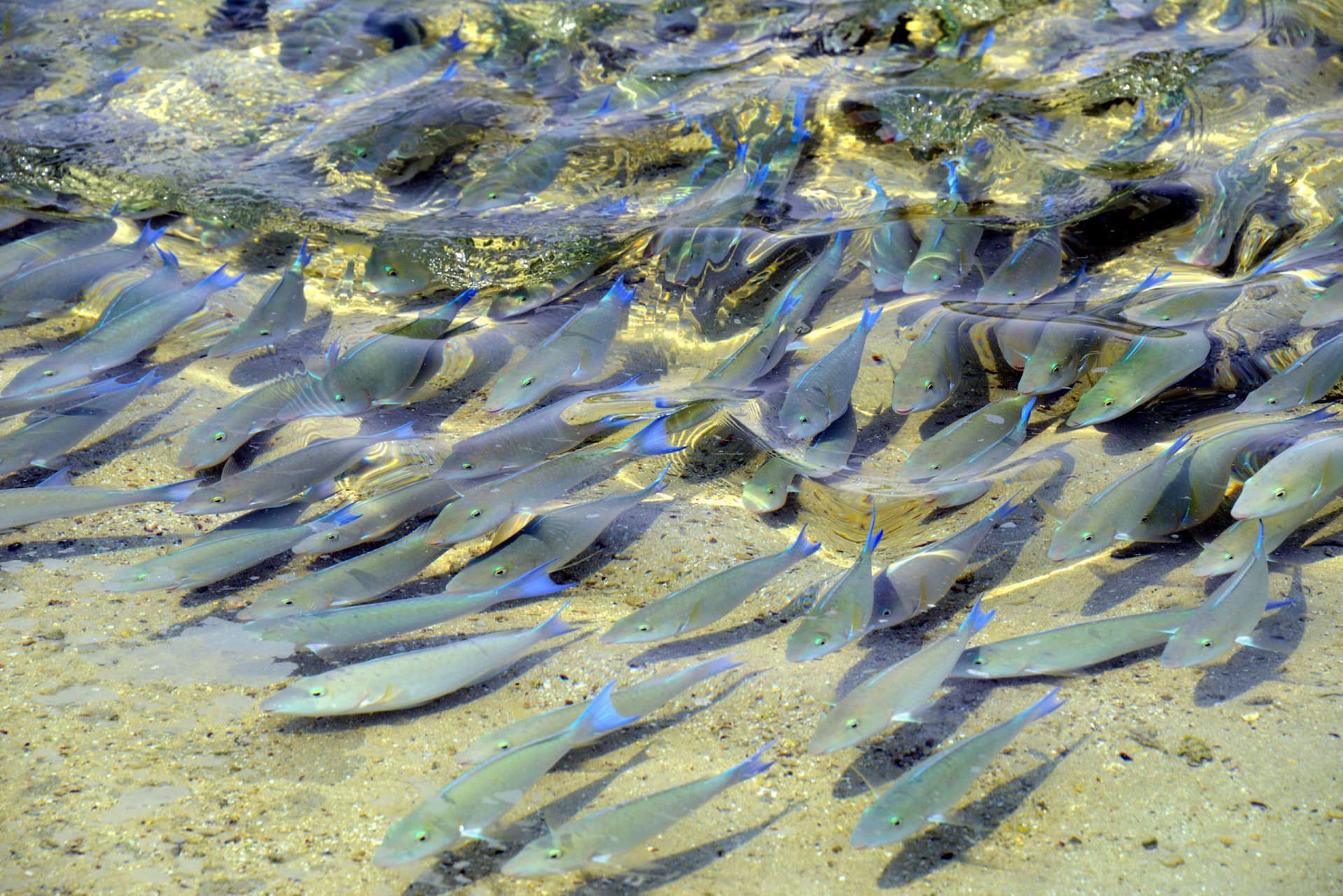 جزر فرسان .. مقومات سياحية وطبيعية وتنوع أحيائي فريد