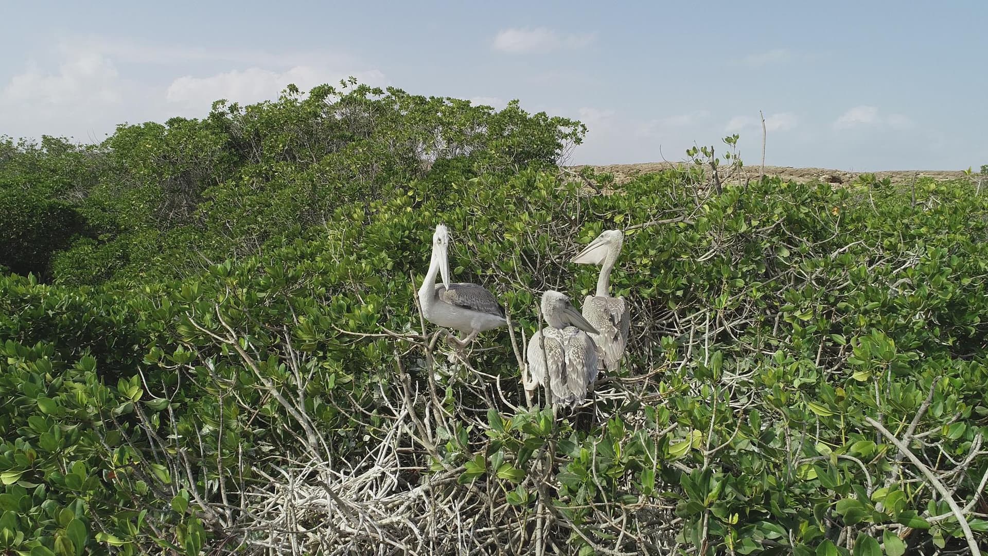 جزر فرسان .. مقومات سياحية وطبيعية وتنوع أحيائي فريد