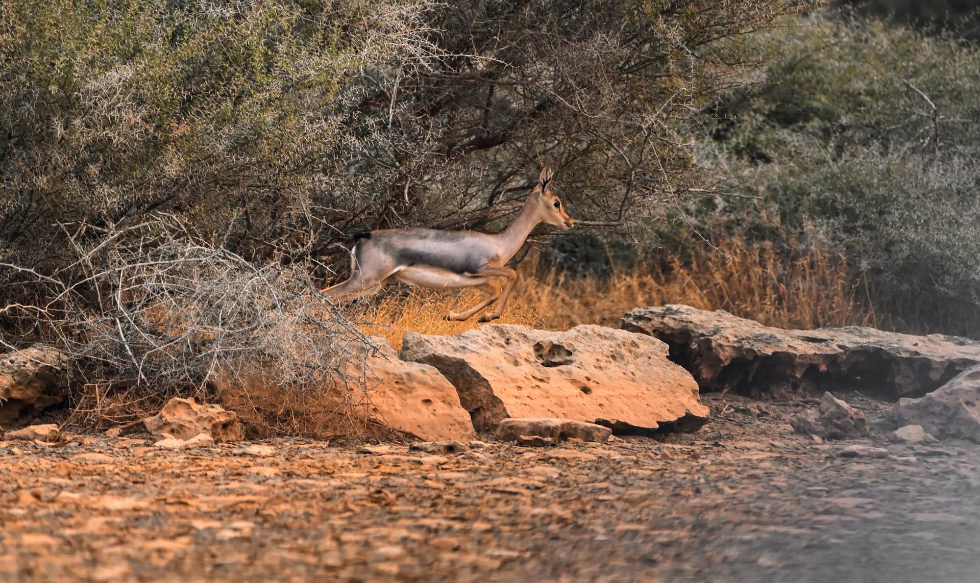 جزر فرسان .. مقومات سياحية وطبيعية وتنوع أحيائي فريد