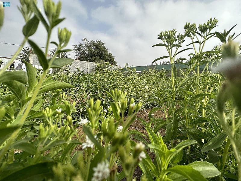 زراعة نبتة "الاستيفيا" في نجران .. تجربة زراعية رائدة بدأت بالإنتاج