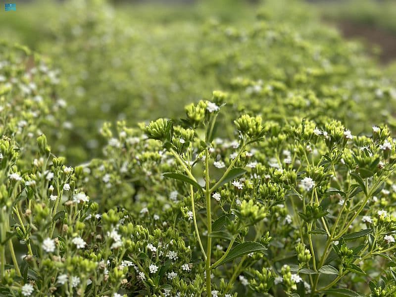 زراعة نبتة "الاستيفيا" في نجران .. تجربة زراعية رائدة بدأت بالإنتاج
