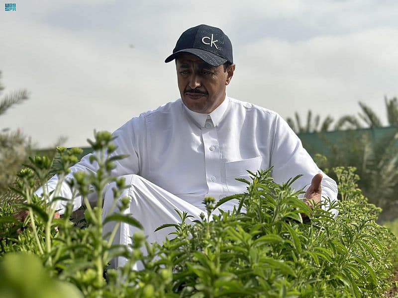 زراعة نبتة "الاستيفيا" في نجران .. تجربة زراعية رائدة بدأت بالإنتاج