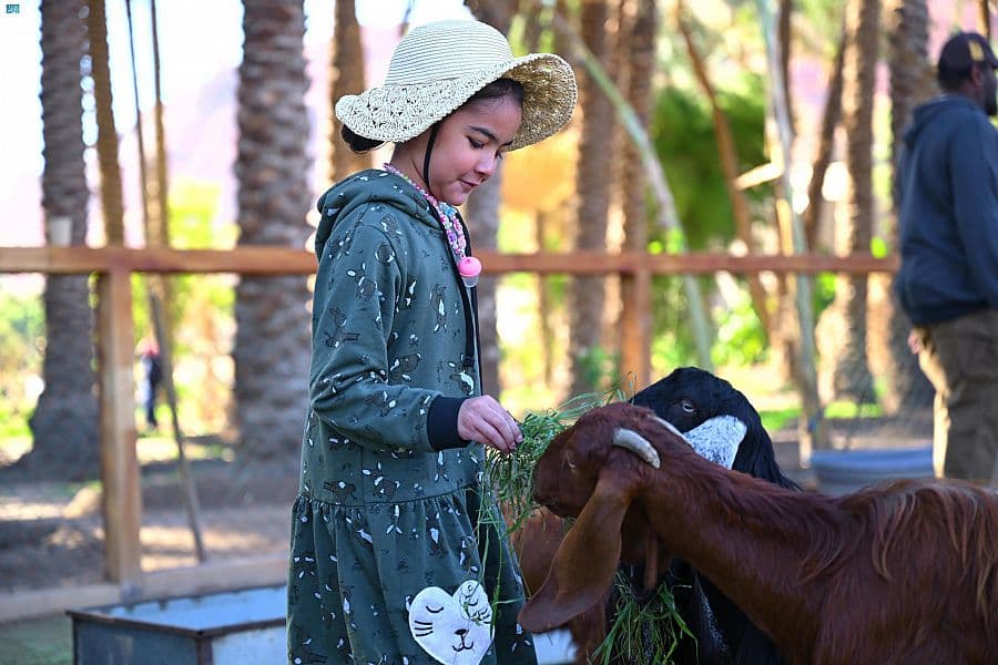 في العلا .. المزارع الصديقة للبيئة تقدم تجربة مثرية للزوار