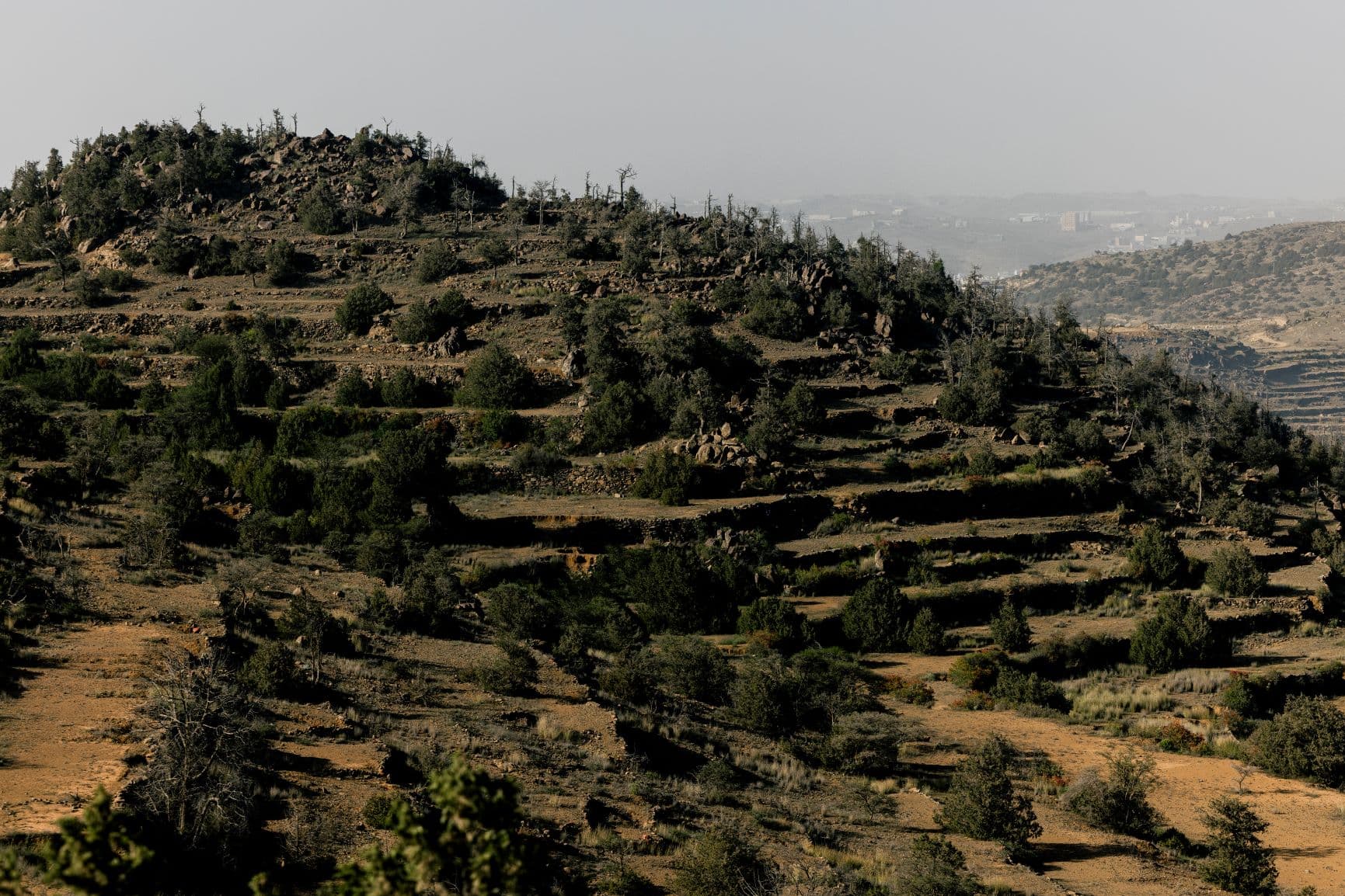 فوائد "التشجير" تتجاوز حماية البيئة إلى التنويع الاقتصادي