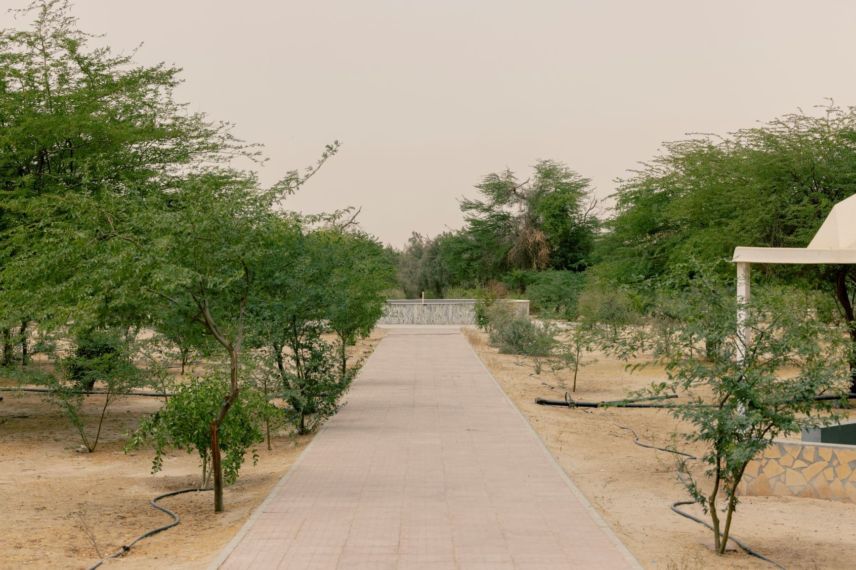 فوائد "التشجير" تتجاوز حماية البيئة إلى التنويع الاقتصادي