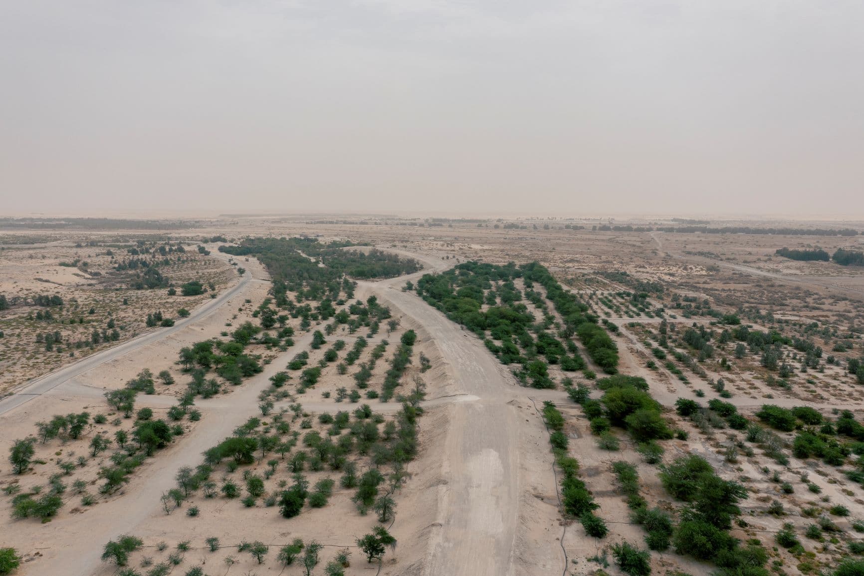 فوائد "التشجير" تتجاوز حماية البيئة إلى التنويع الاقتصادي