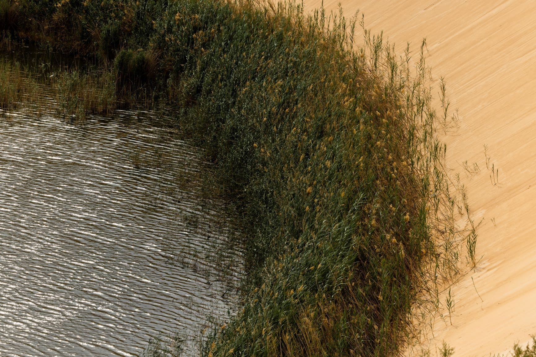 فوائد "التشجير" تتجاوز حماية البيئة إلى التنويع الاقتصادي