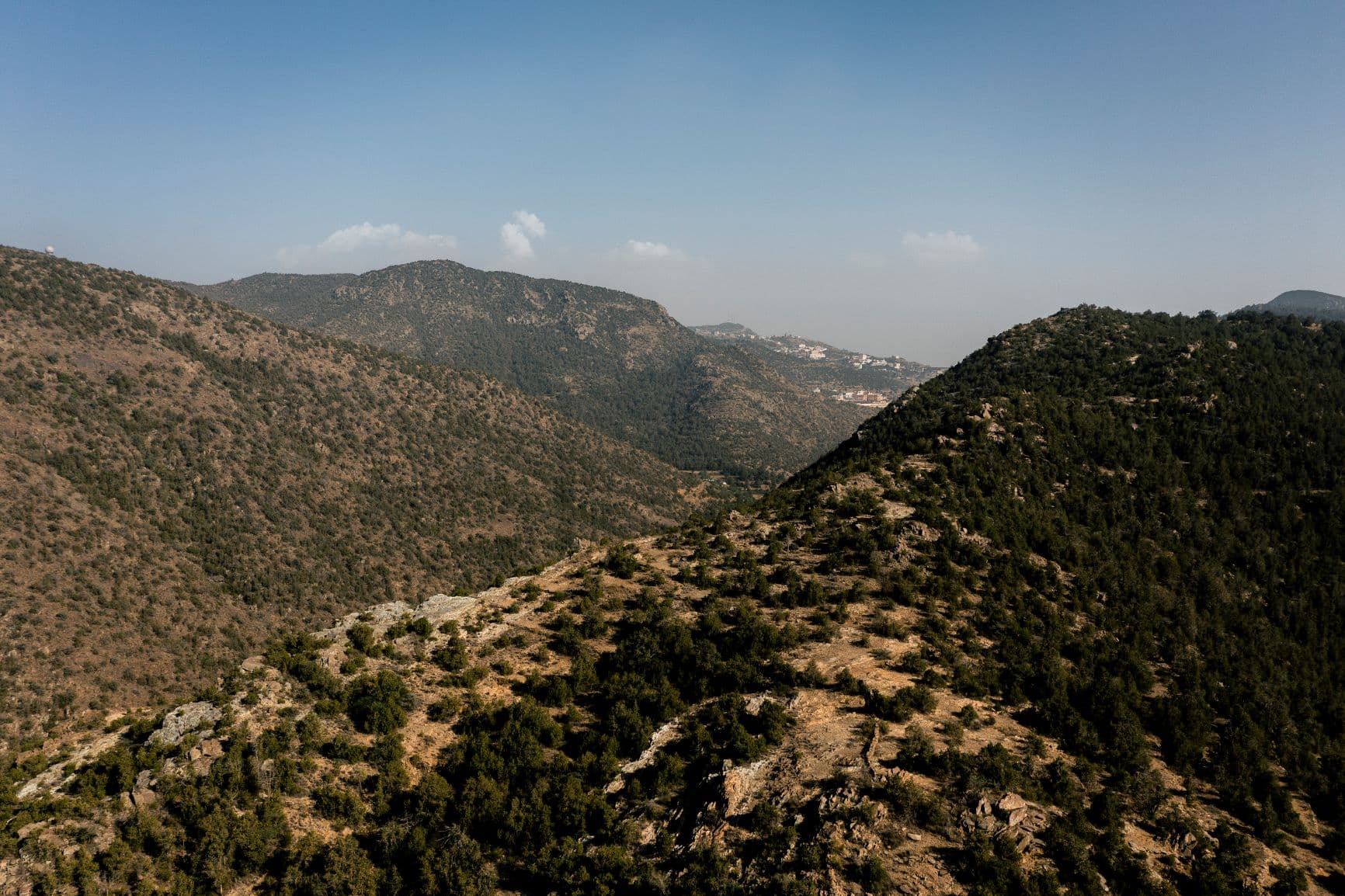 فوائد "التشجير" تتجاوز حماية البيئة إلى التنويع الاقتصادي