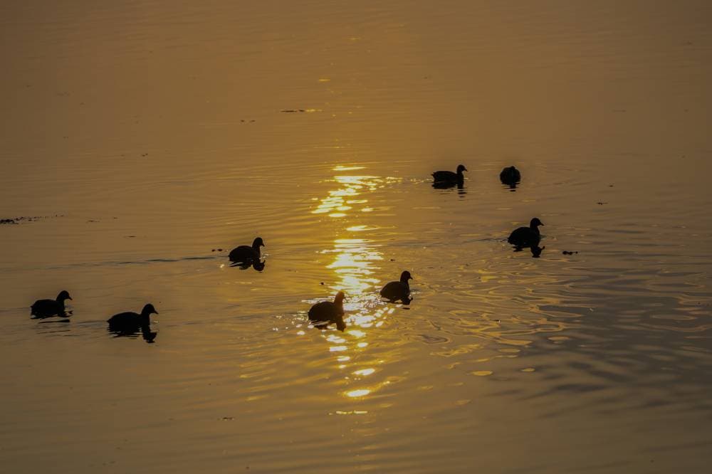 طيور مهاجرة تسبح وسط بحيرة دال في منطقة كشمير. "أ.ب" 