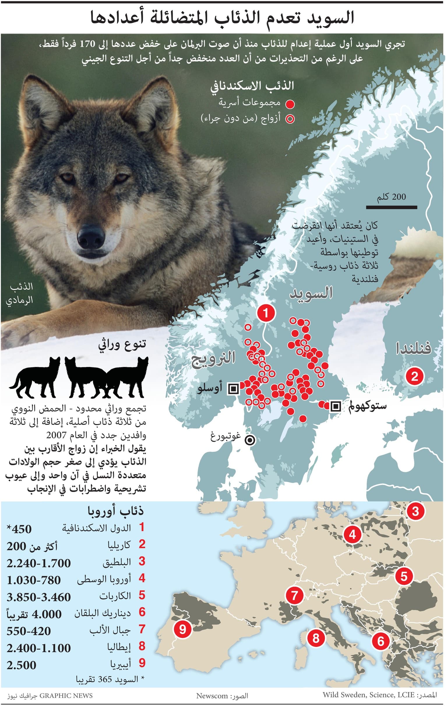 رغم التحذيرات .. السويد تعدم الذئاب المتضائلة أعدادها بهدف خفضها إلى 170 فردا