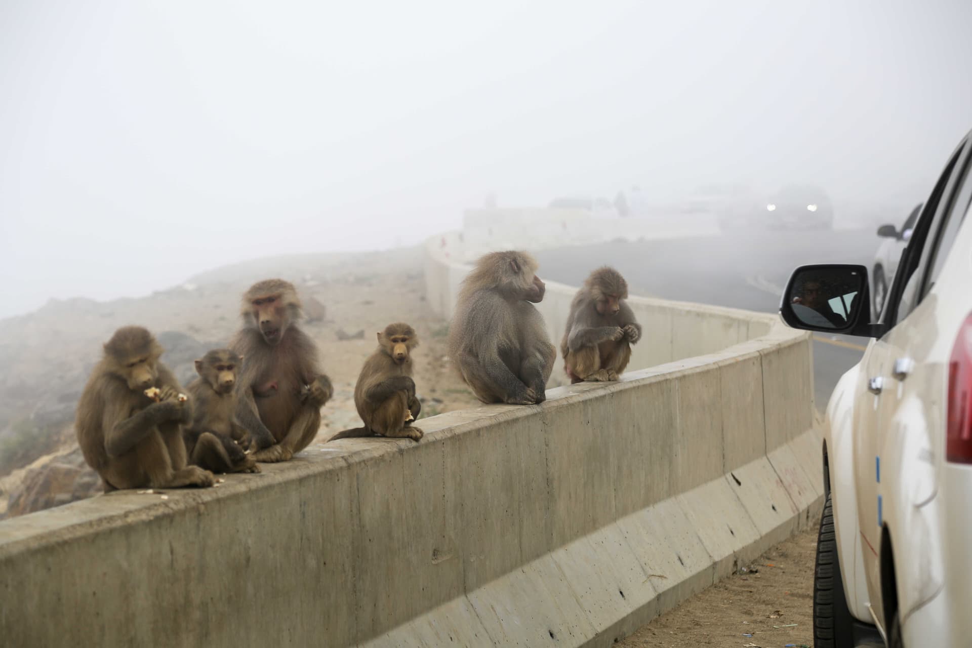 الحياة الفطرية: الوعي المجتمعي الحل الأمثل لتزايد قرود البابون 