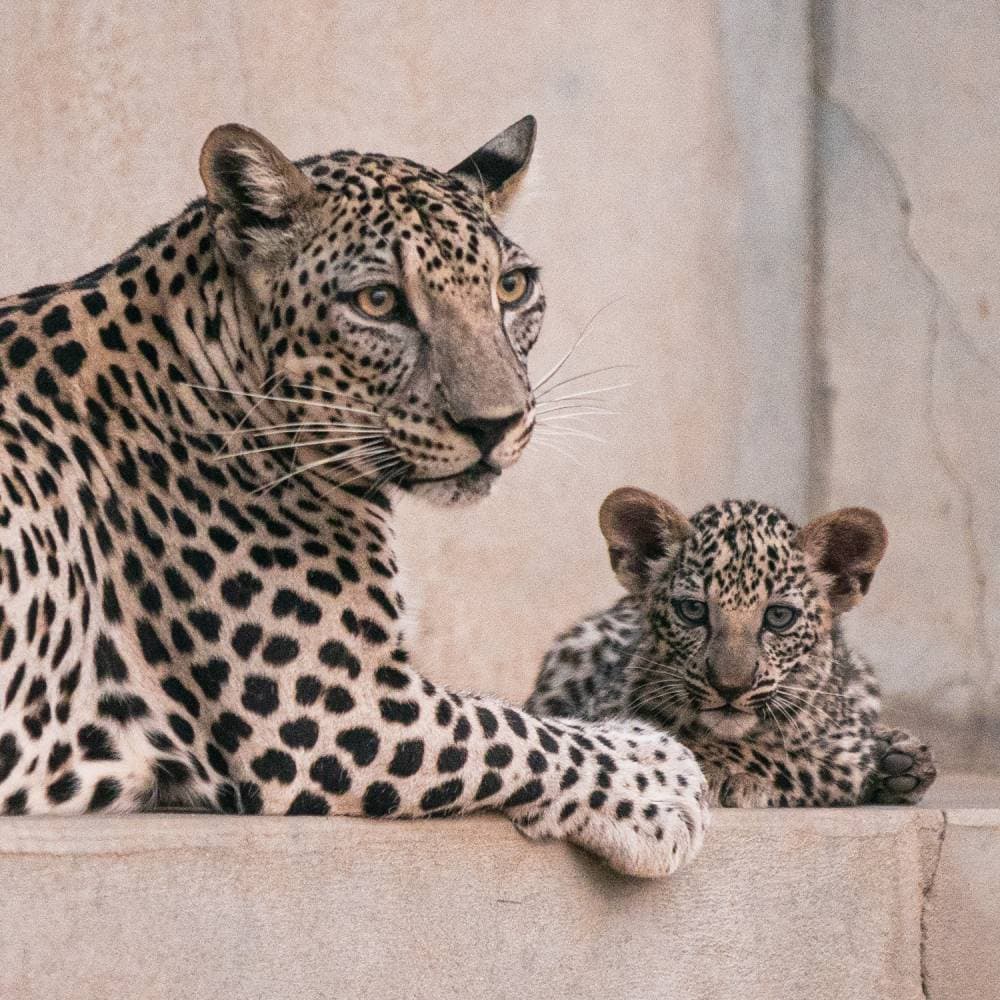 دمج التأمينات والتقاعد لن يؤثر على آلية ومواعيد صرف المستحقات أو توريد الاشتراكات