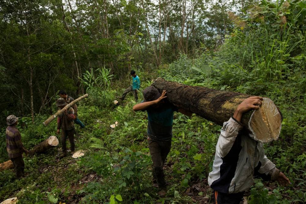 أعلى الجمال تغار منا