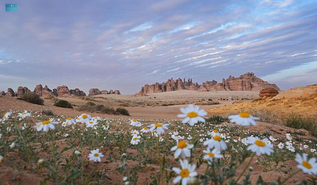 لوحات فنية ترسمها الزهور البرية في العلا
