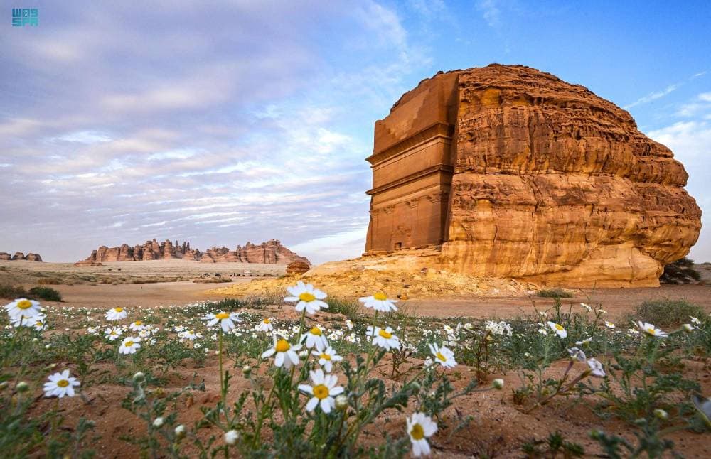 أسهمت أمطار هذا العام في كثافة وتنوع الزهور.