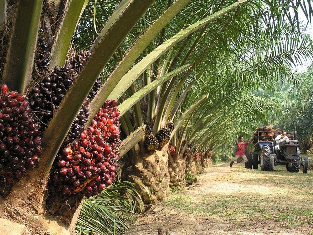مخاوف تجميد إندونيسيا حصص التصدير تقفز بأسعار زيت النخيل 10 %
