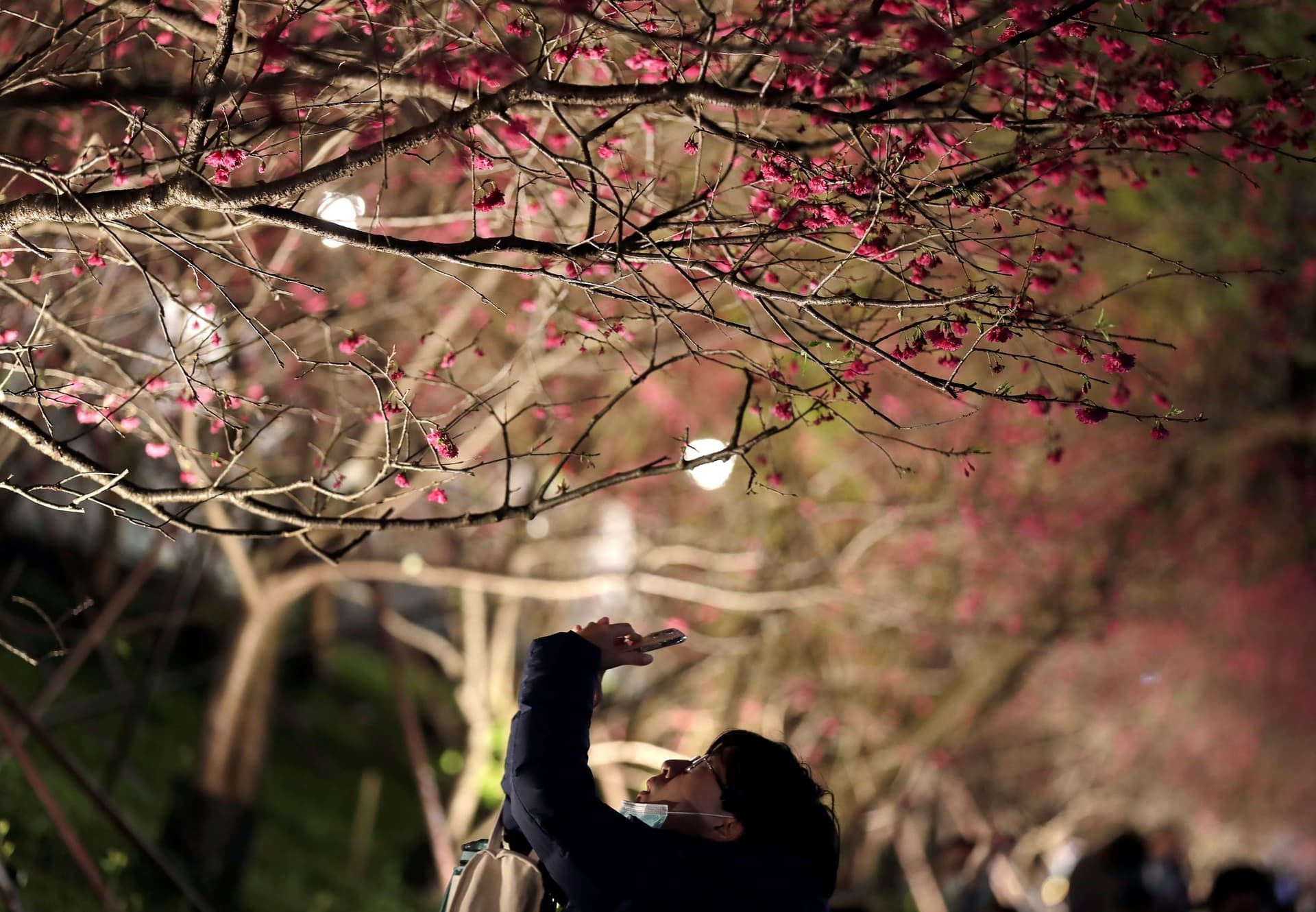 الكرز ليلا .. جاذبية تستحق التوثيق