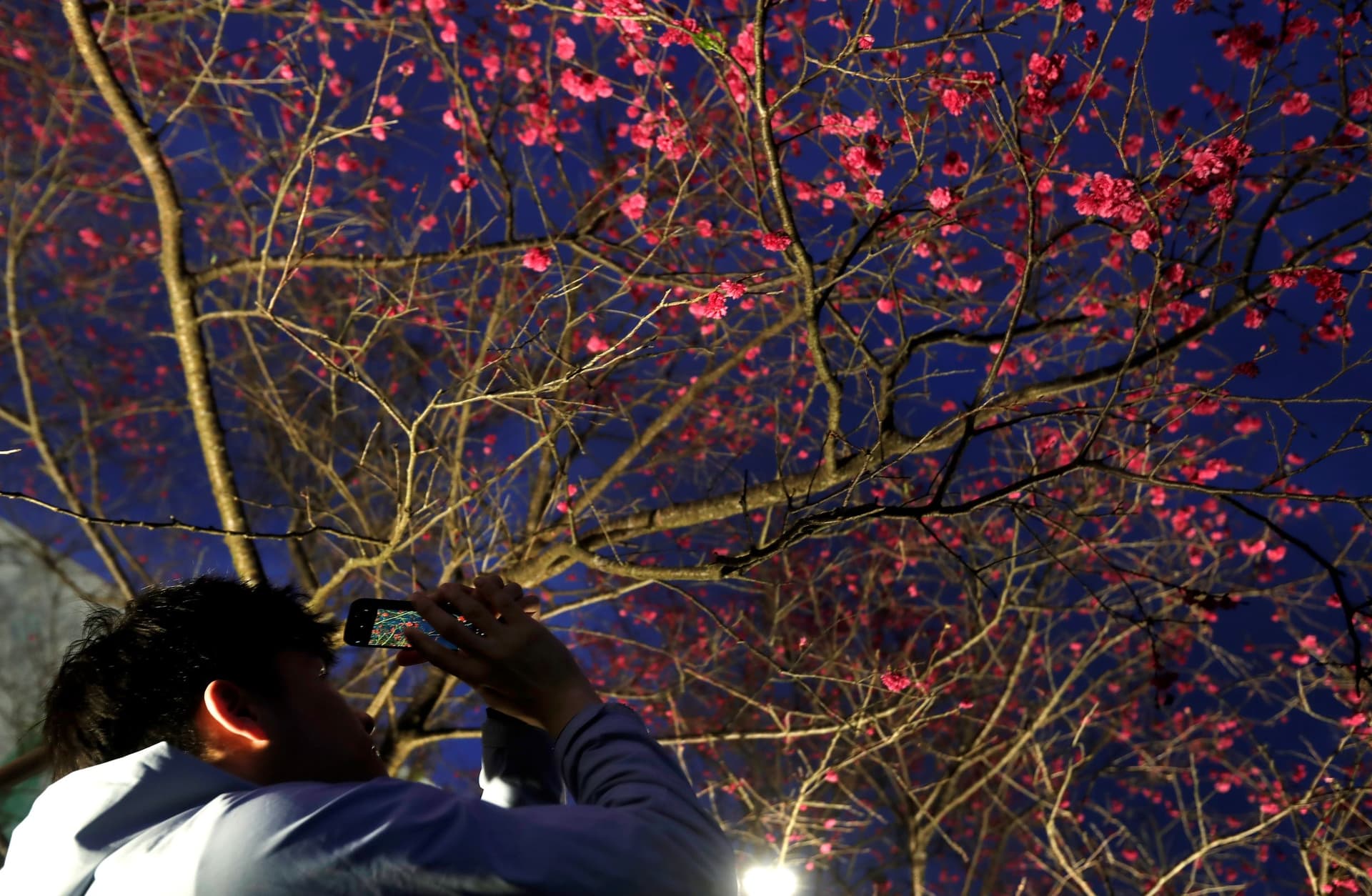 الكرز ليلا .. جاذبية تستحق التوثيق