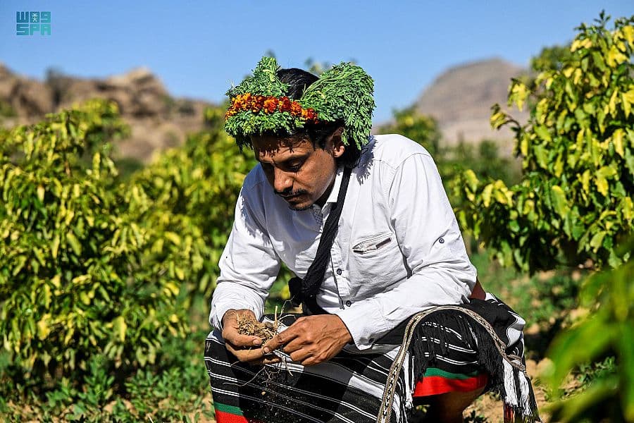 "الريثي" زارع البن .. قصة إرث تحول إلى شغف في جازان 