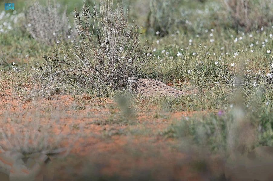 محمية الإمام تركي بن عبدالله الملكية .. طبيعة خلابة وجمال ساحر