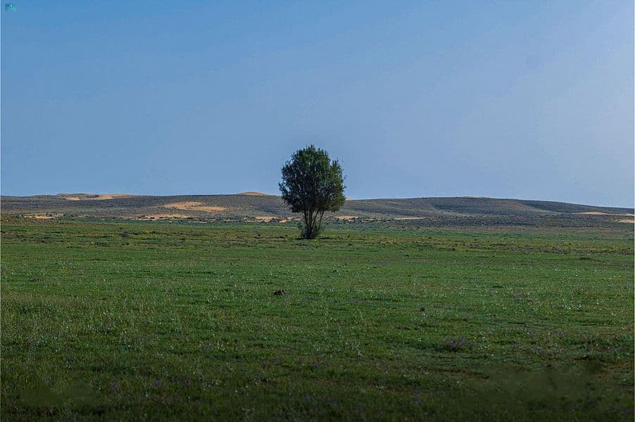محمية الإمام تركي بن عبدالله الملكية .. طبيعة خلابة وجمال ساحر
