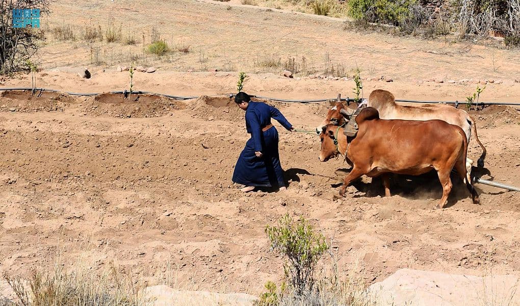 مزارعو عسير يبدؤون موسم الحراثة استعدادا لهطول الأمطار