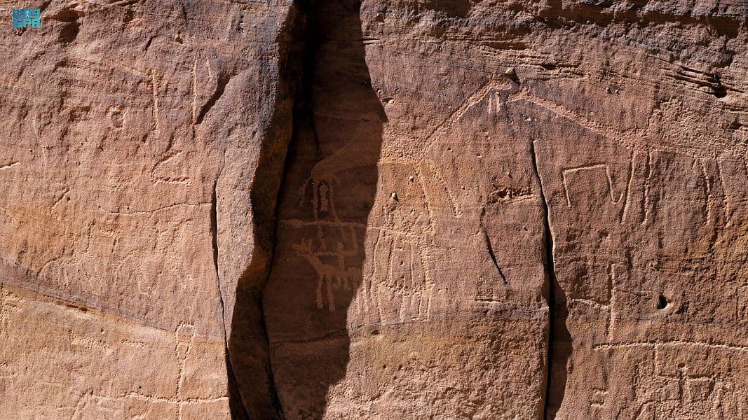 "نقوش الإبل" في العلا تخلد أهميتها التاريخية عند العرب منذ آلاف السنين