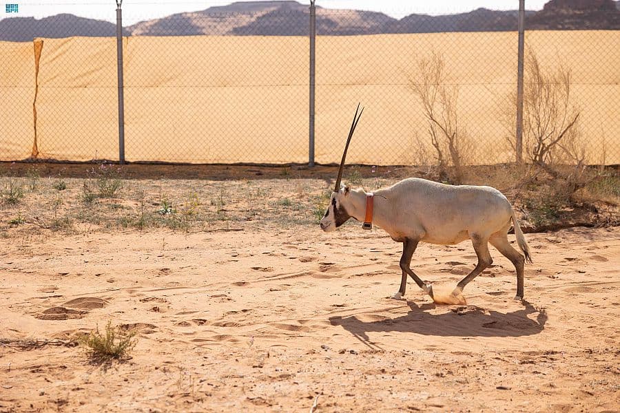 إطلاق 65 من المها وغزال الريم في محمية الملك سلمان بن عبدالعزيز الملكية