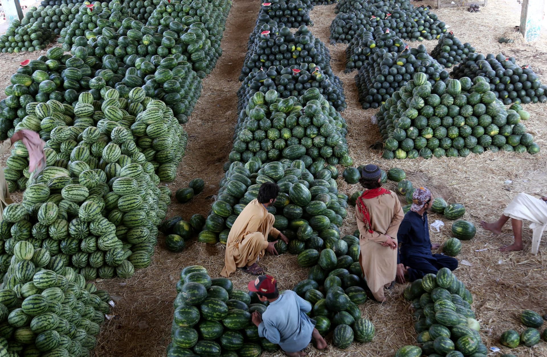 موسم حصاد البطيخ في كراتشي