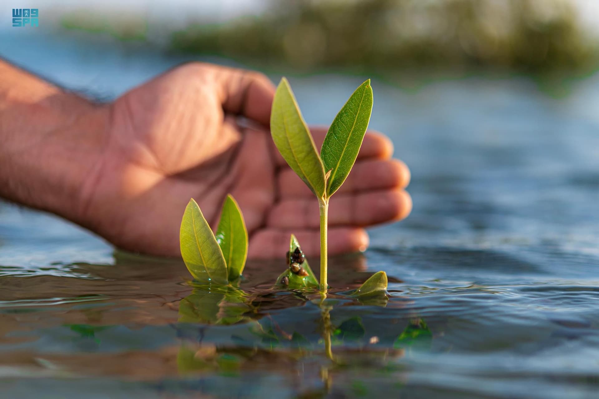 السعودية ترسخ ريادتها العالمية في مكافحة القضايا والتغيرات المناخية
