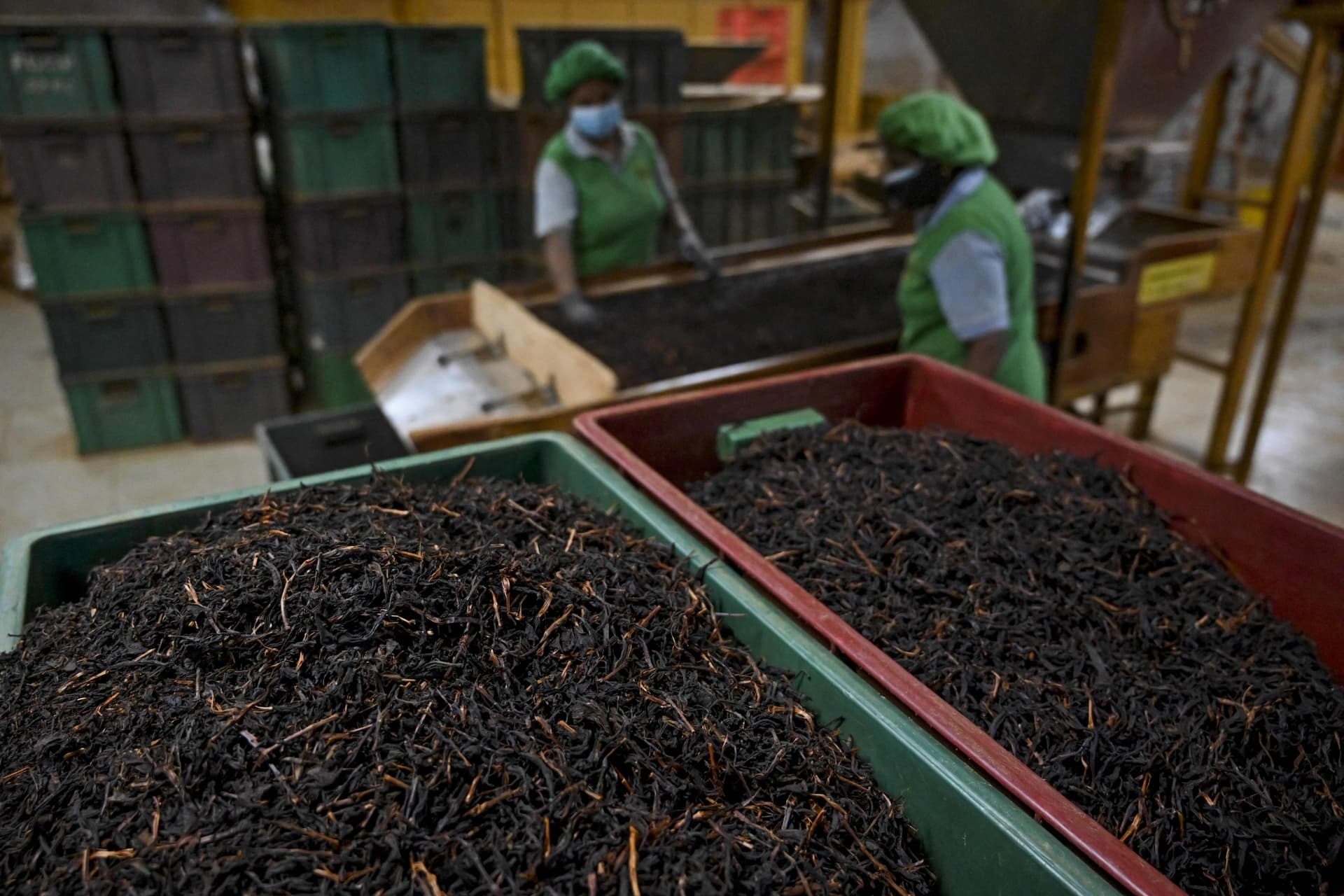 انخفاض إنتاج الشاي يعكر المزاج العالمي