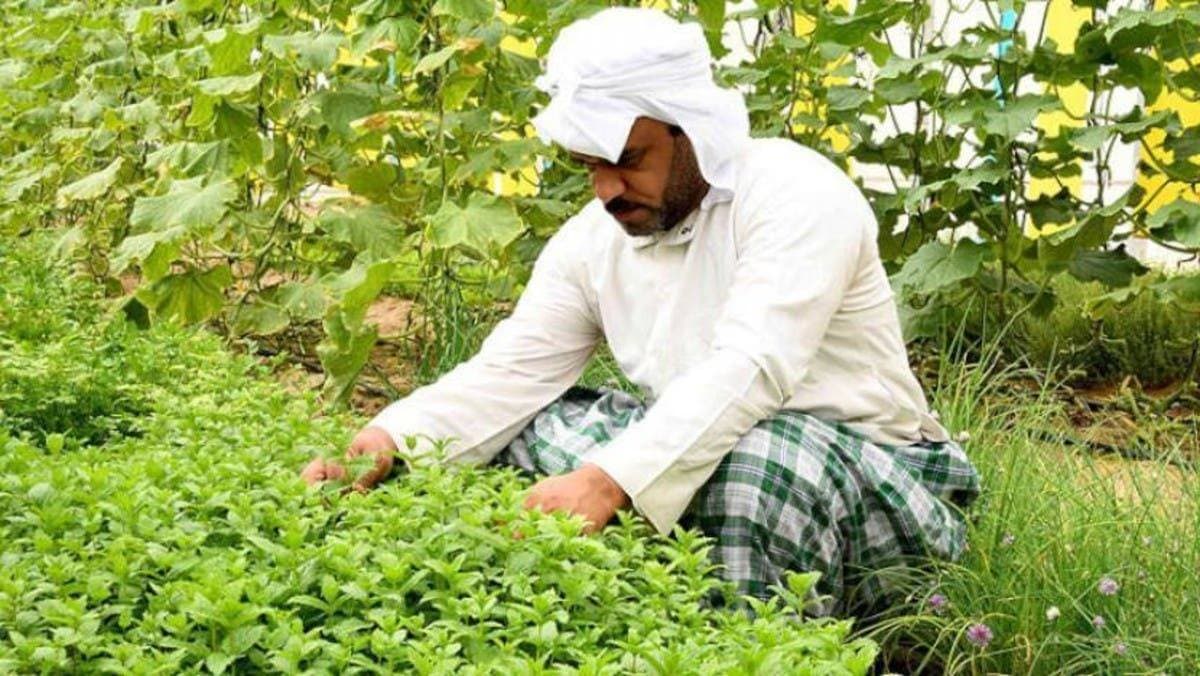 «البيئة» تتيح رخصة تصدير المنتجات المزروعة في منطقة الدرع العربي