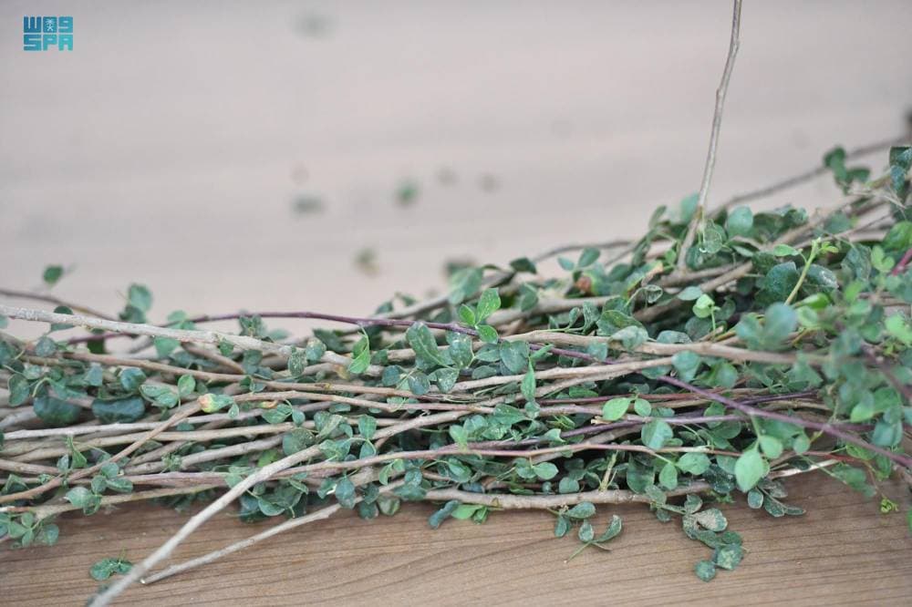 تعد جازان من أكثر المناطق التي توجد فيها "الآراك" و"البشام"."واس"