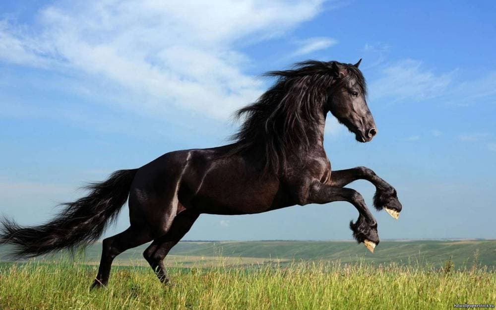 استند الباحثين إلى تحليل هياكل عظمية بشرية.