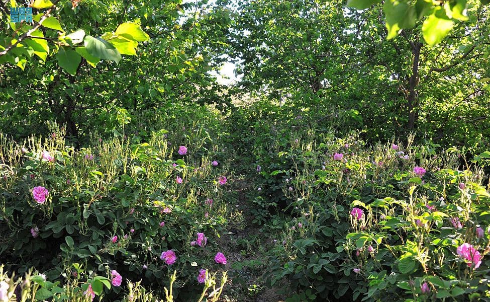 النباتات العطرية ترسم لوحات من وحي الطبيعة في مرتفعات الشفا