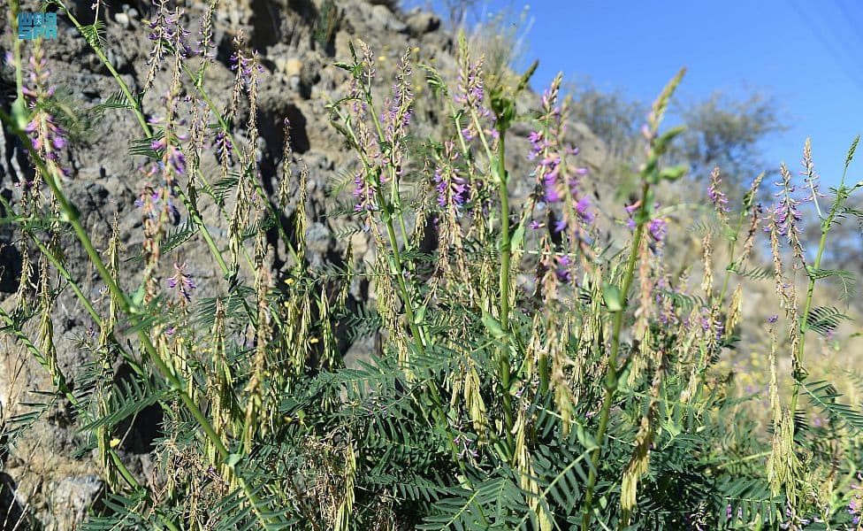 النباتات العطرية ترسم لوحات من وحي الطبيعة في مرتفعات الشفا