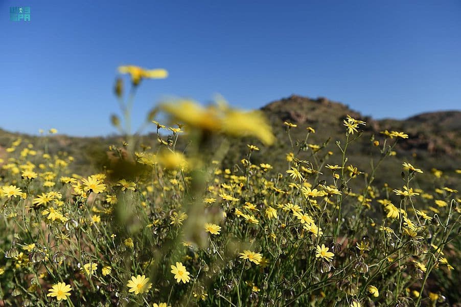 النباتات العطرية ترسم لوحات من وحي الطبيعة في مرتفعات الشفا