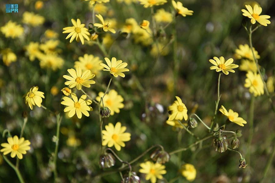 النباتات العطرية ترسم لوحات من وحي الطبيعة في مرتفعات الشفا