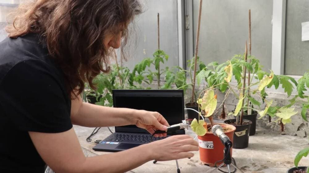 النباتات تصدر أصواتا بتردد يتراوح بين 40 و80 كيلوهرتزا.