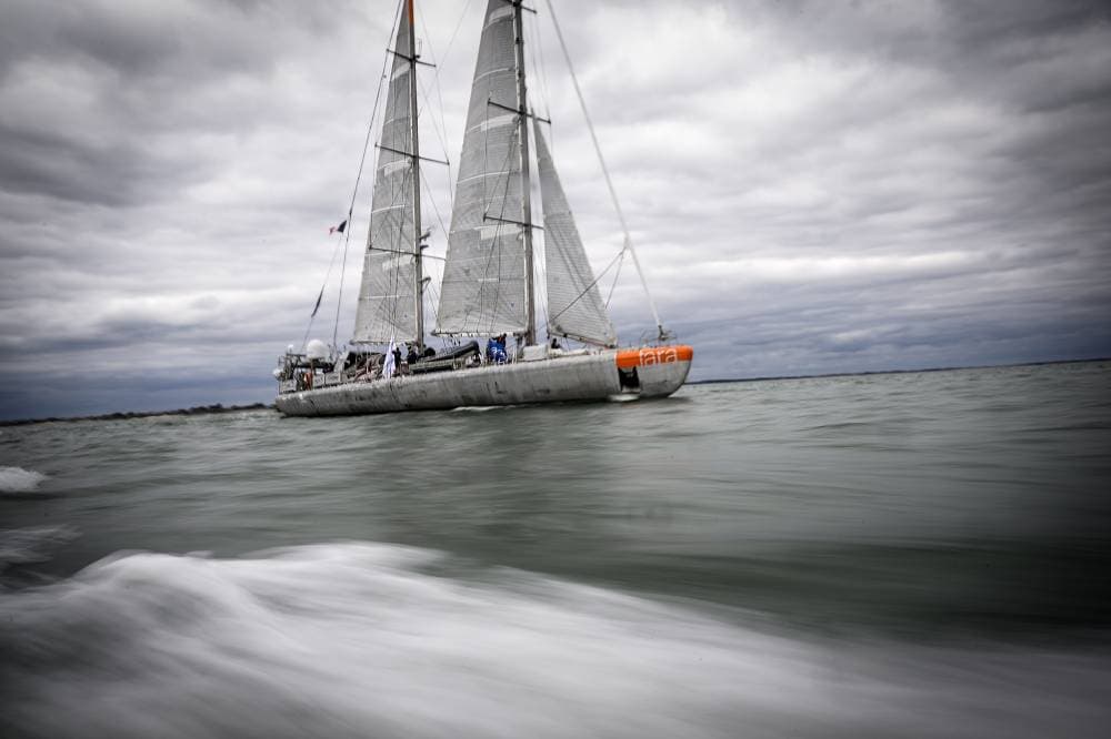 تنتشر فيروسات الهربس لدى الحيوانات وتصيب أكثر من نصف سكان العالم.