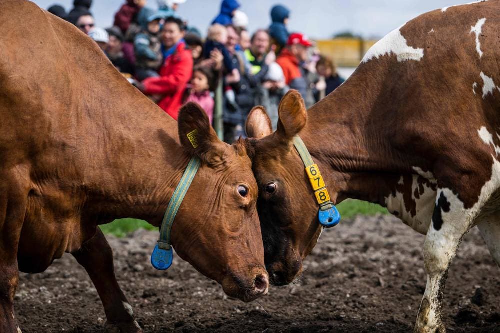 الزوار يحضرون صراعا يجمع الأبقار في إحدى مزارع الألبان شمال العاصمة السويدية ستوكهولم. «الفرنسية»