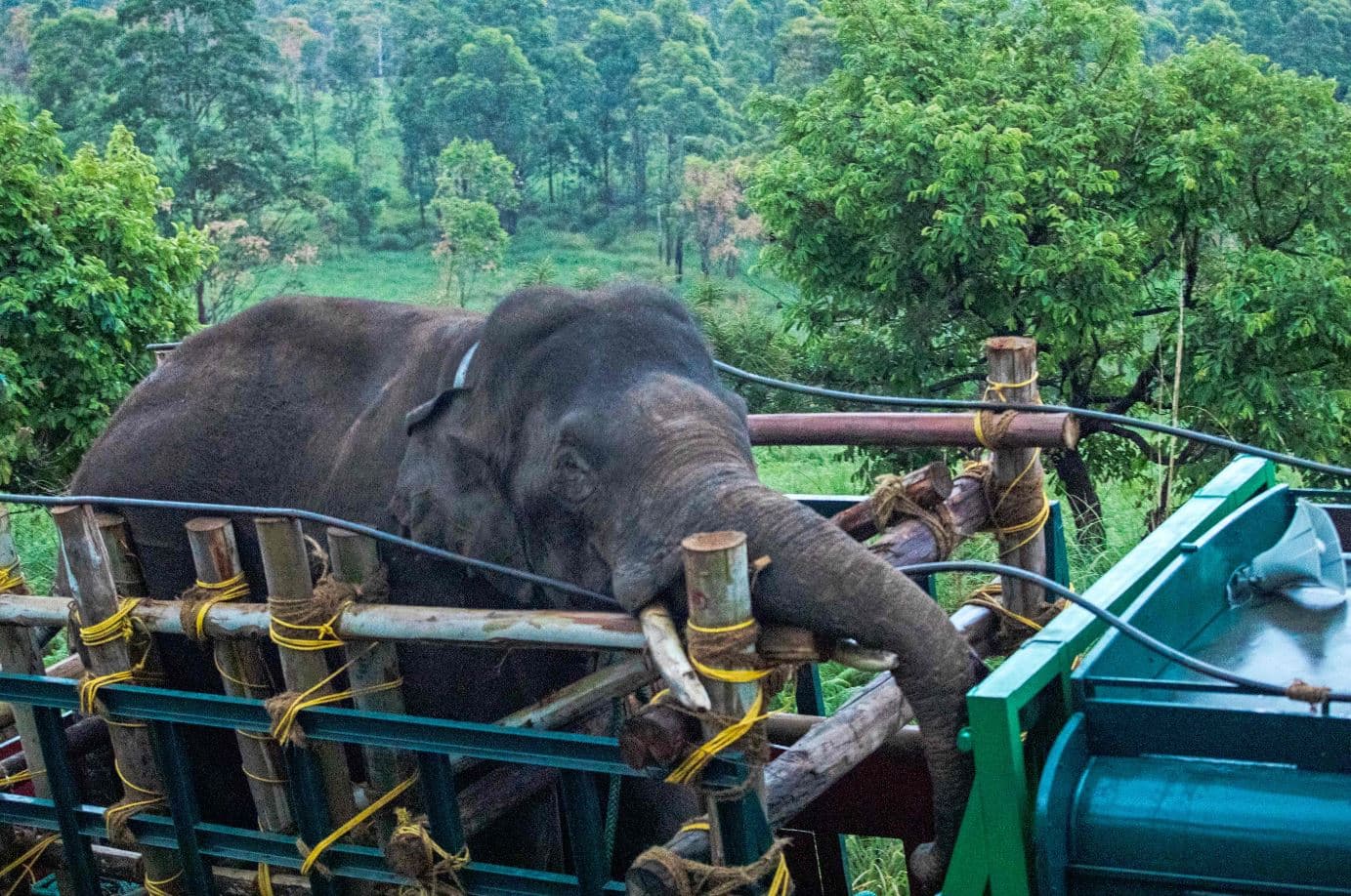 الهند: القبض على الفيل "أريكومبان" المحب للأرز .. قتل 6 أشخاص خلال عمليات سرقة المتاجر