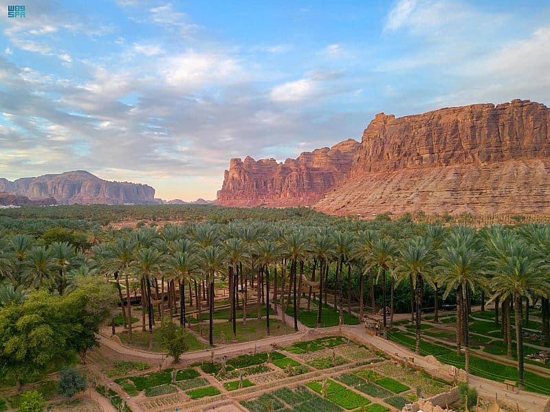 "البرني" أشهر التمور إنتاجا في العلا .. والأكثر استخداما في رمضان