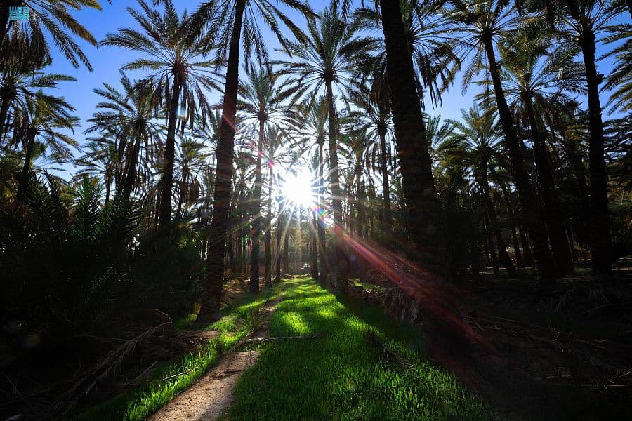 "البرني" أشهر التمور إنتاجا في العلا .. والأكثر استخداما في رمضان