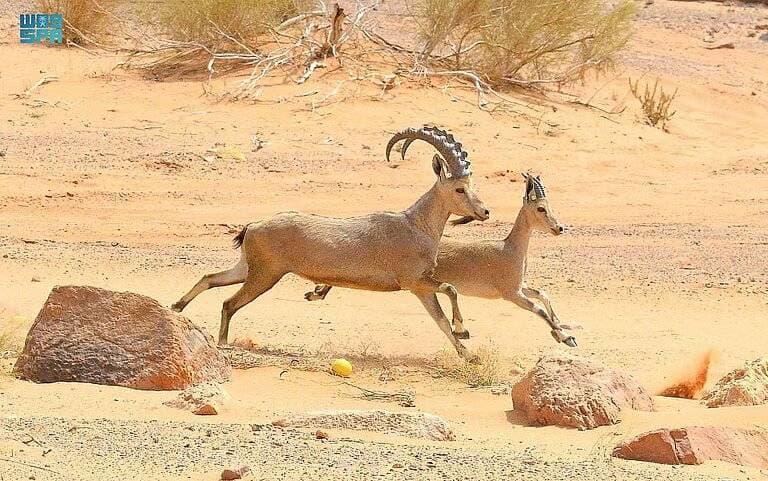 المهرجانى يضم عدداً من الفعاليات المتنوعة.