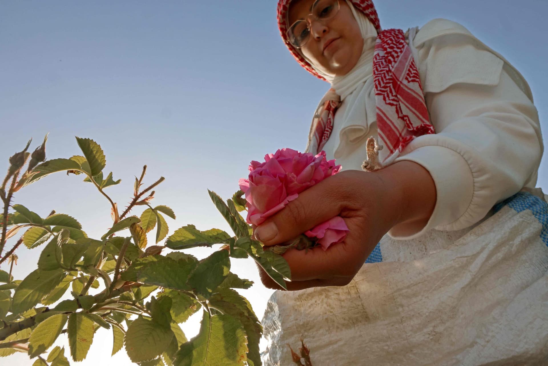الورد الدمشقي .. زكاء الرائحة واللون